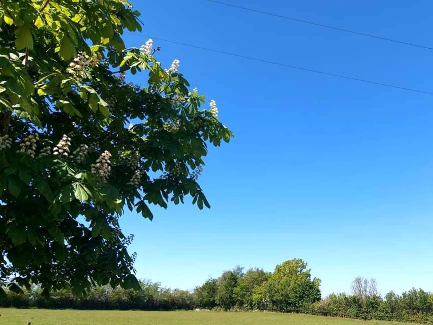 Great Sampford B&B Sorrells Farm Hempstead  Δωμάτιο φωτογραφία